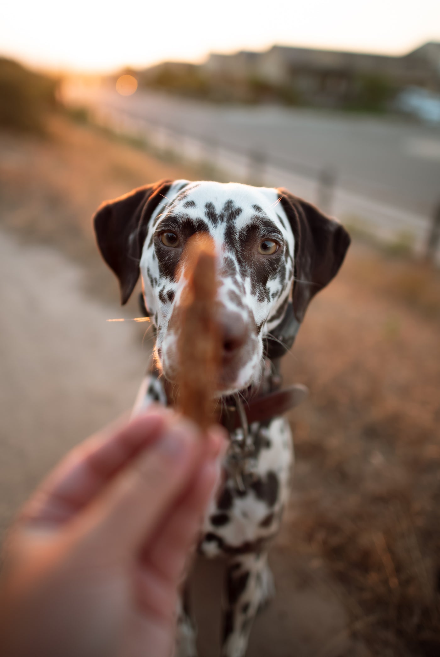 Turkey Sticks