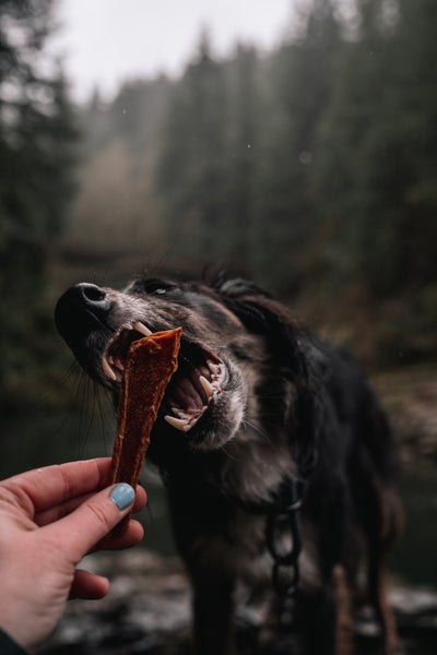 Salmon Sticks